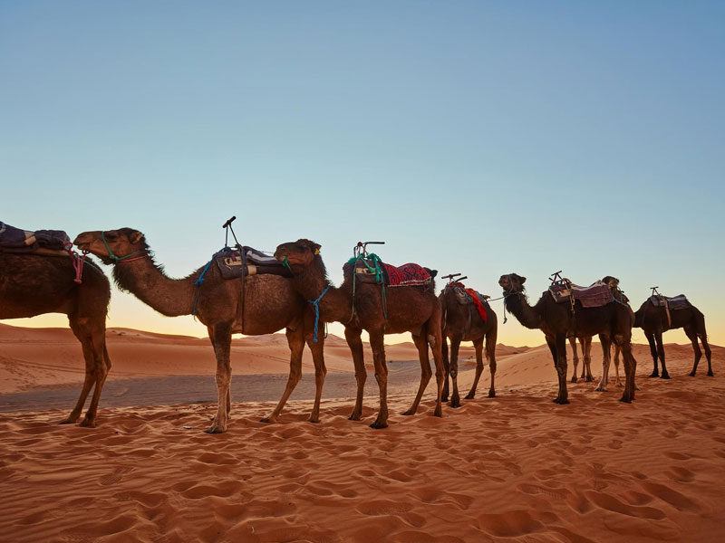 Dromedarios, desierto Sahara